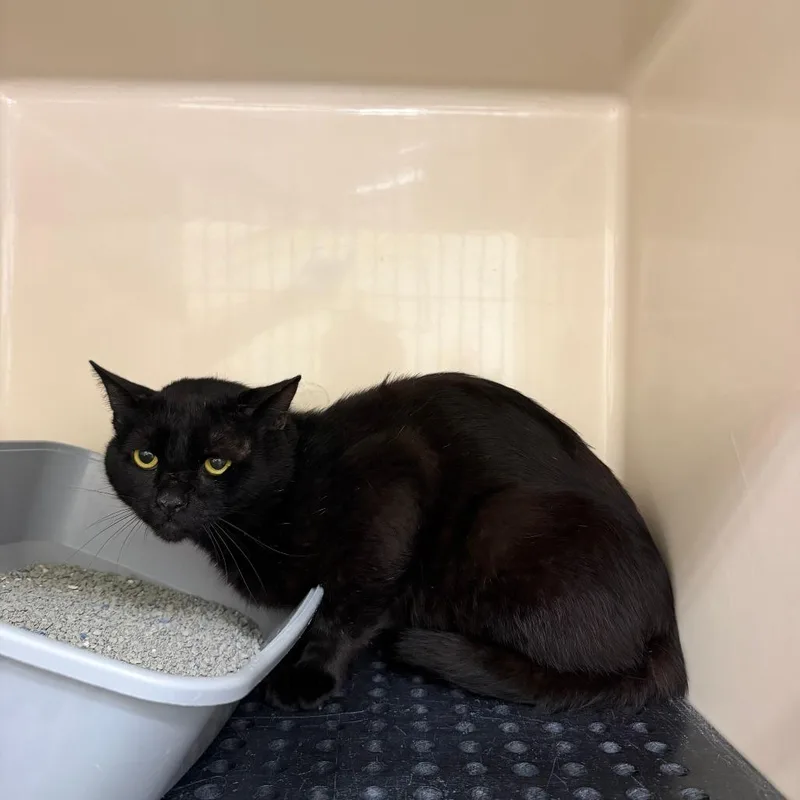 An adult medium-sized male Black Domestic Short Hair cat named Brillo for adoption in Auburn, AL