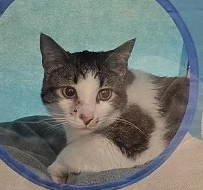 A young large-sized male Tabby (Brown / Chocolate) Domestic Short Hair cat named Hank for adoption in Tampa, FL