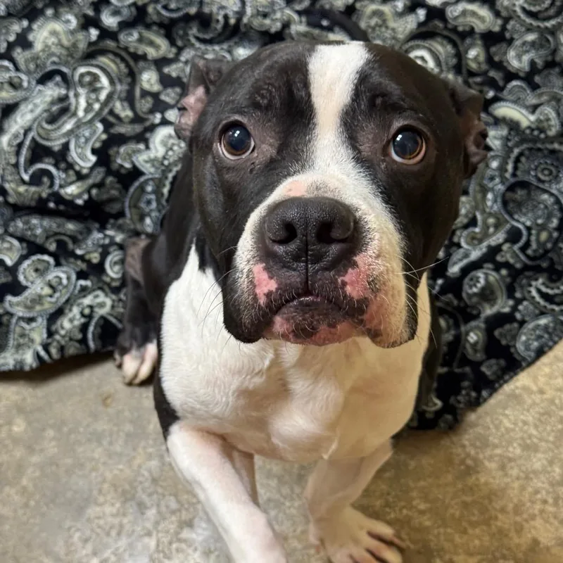 An adult medium-sized male Black Pit Bull Terrier dog named Munchkin for adoption in Shinnston, WV