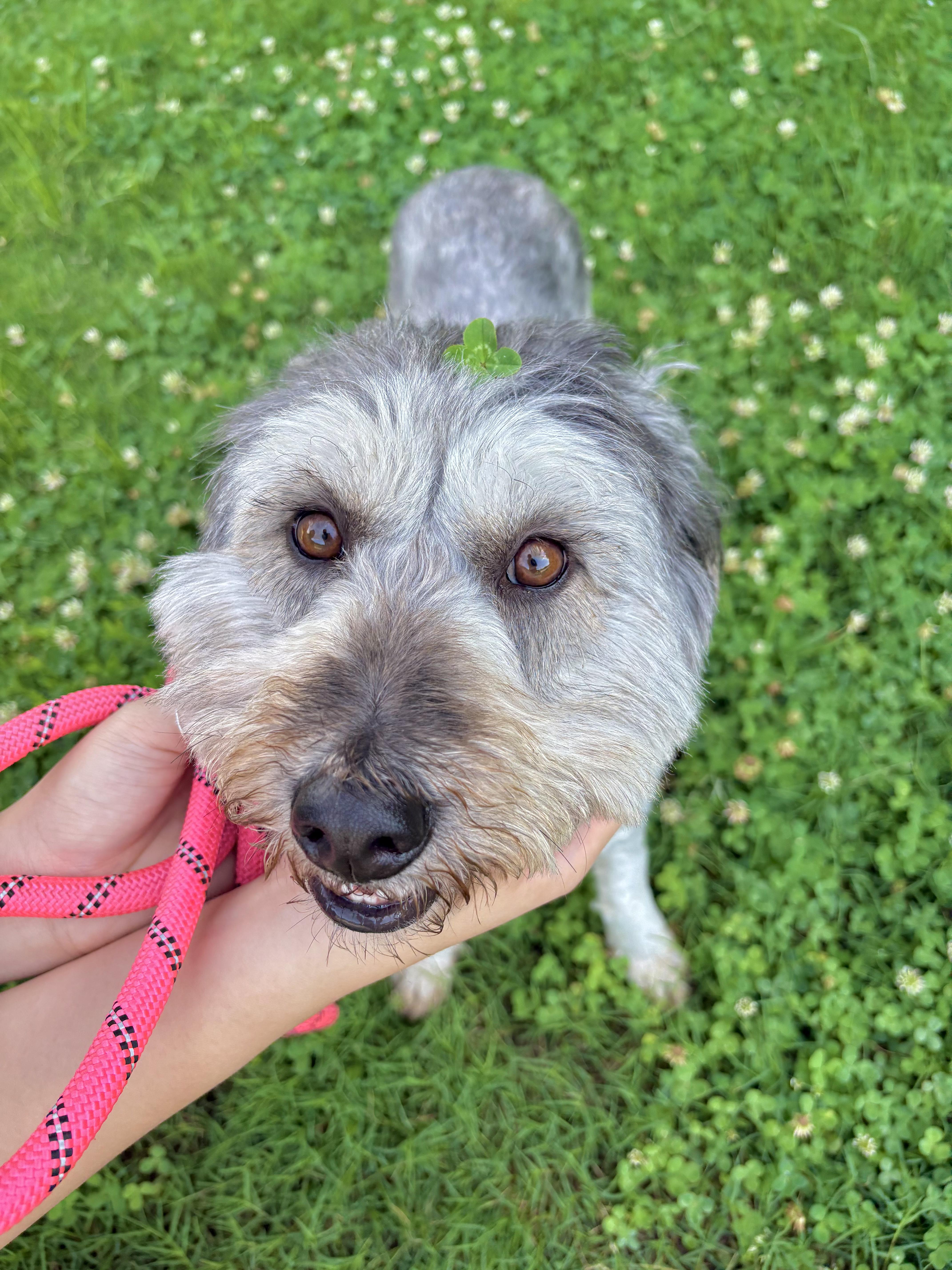 An adult medium-sized female Terrier dog named Dream for adoption in Duluth, GA