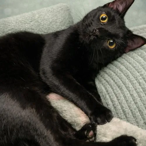 A young medium-sized female Black Domestic Short Hair cat named Pinky Adams for adoption in Tampa, FL