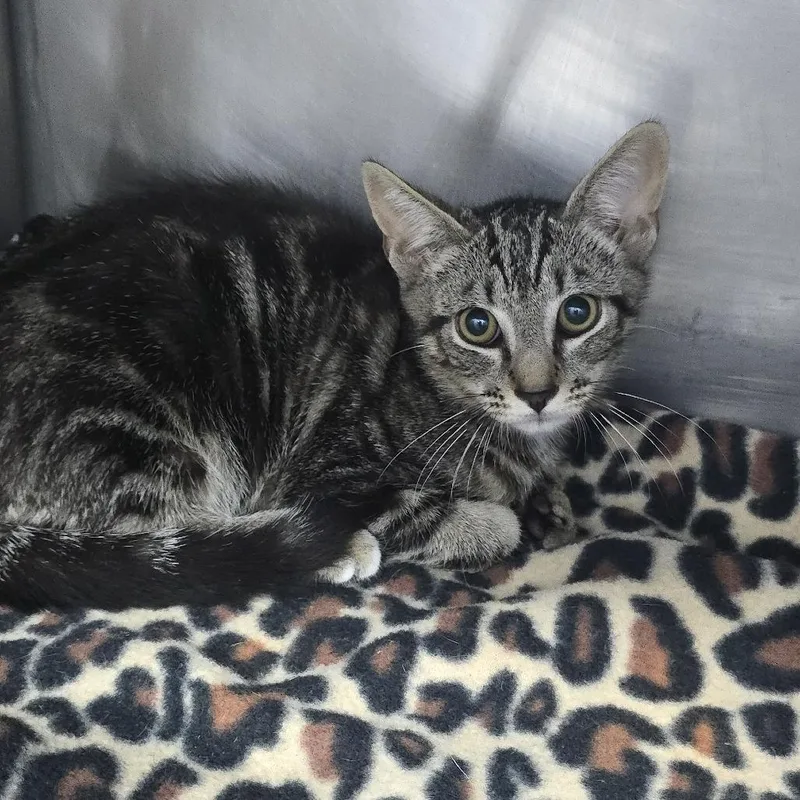 A baby small-sized male Brown / Chocolate Domestic Short Hair cat named Dill for adoption in Yanceyville, NC
