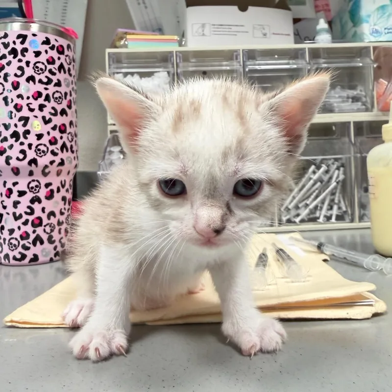 A baby small-sized female White Domestic Short Hair cat named Taylor for adoption in Englewood, FL