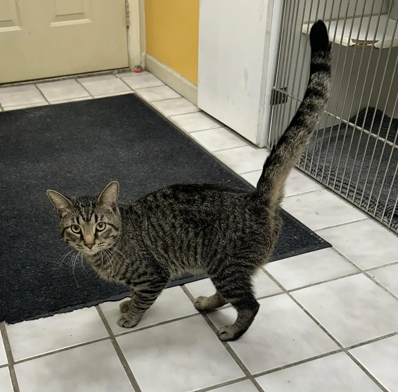 A young large-sized male Tiger cat named Milo for adoption in North Kansas City, MO