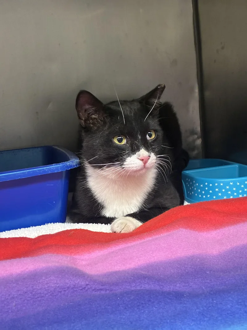 An adult medium-sized male Black & White / Tuxedo Domestic Short Hair cat named Big Boy for adoption in Media, PA