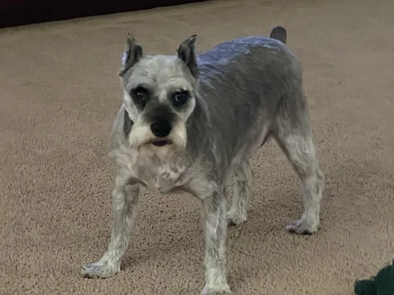 A senior small-sized female Gray / Blue / Silver Miniature Schnauzer dog named Bella Rose for adoption in Sanger, TX