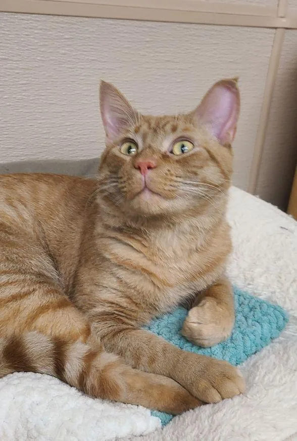 A young medium-sized male Tabby (Orange / Red) Tabby cat named Keebler for adoption in Carneys Point, NJ
