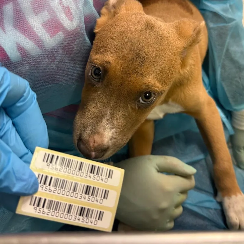 A baby small-sized female Brown / Chocolate Mixed Breed dog named Cherry Bomb for adoption in Charleston, WV