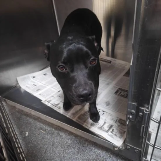 A young medium-sized female Pit Bull Terrier dog named Gia for adoption in Los Angeles, CA