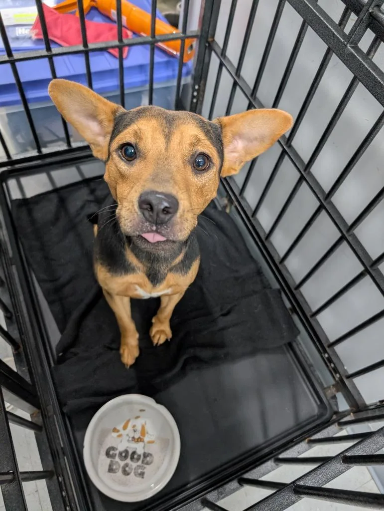 A baby medium-sized male Mixed Breed dog named Reese for adoption in Denham Springs, LA