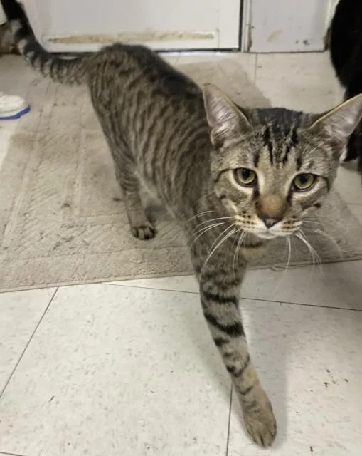 An adult medium-sized male Tabby (Brown / Chocolate) Domestic Short Hair cat named Summer for adoption in Huntington, NY