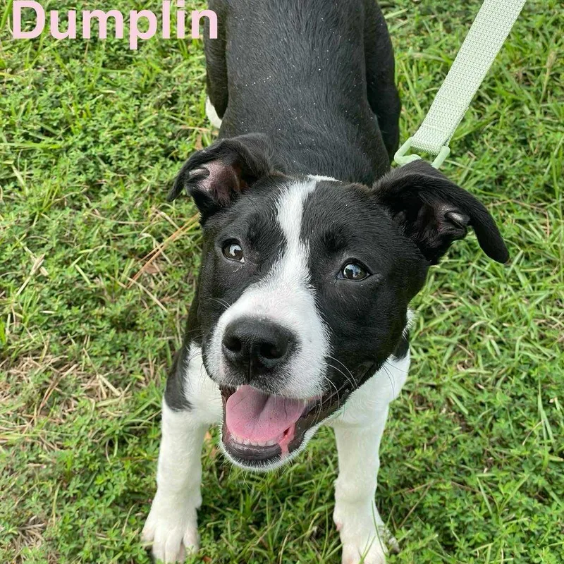 Dumplin thumbnail 4