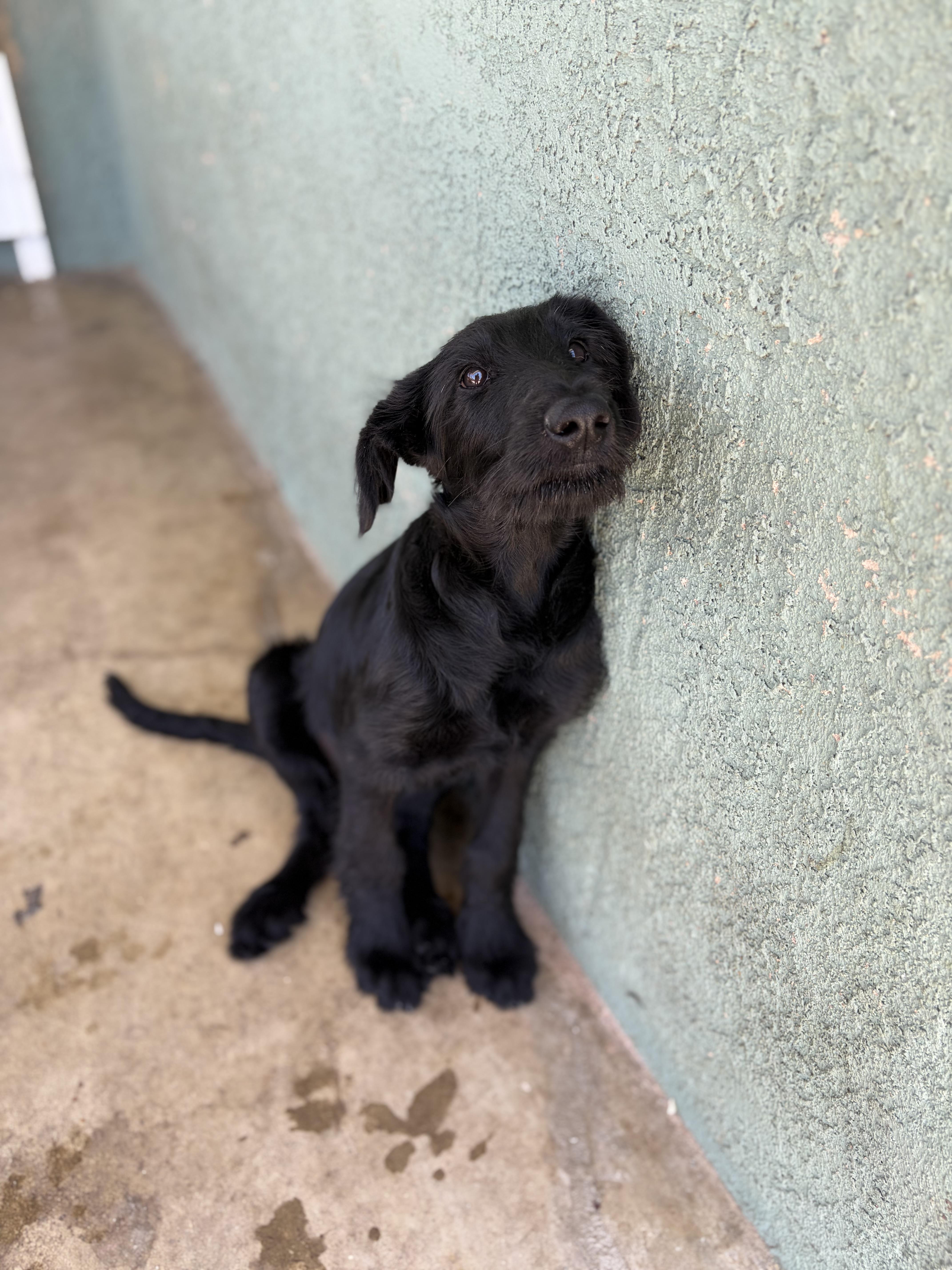A baby large-sized female Great Dane dog named Callista for adoption in Corona, CA