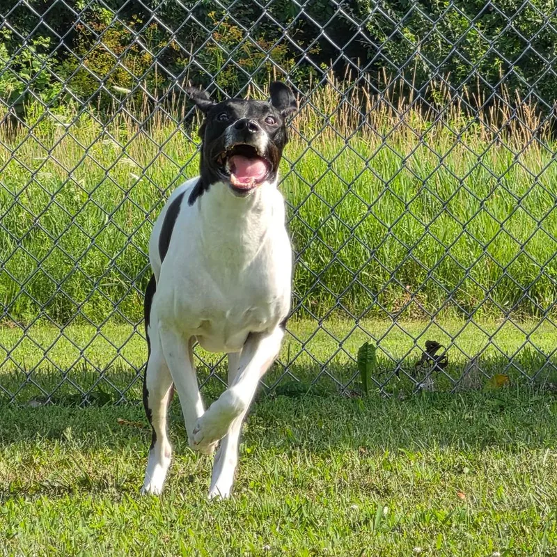 An adult medium-sized male White / Cream Pointer dog named Jackie for adoption in Marshalltown, IA