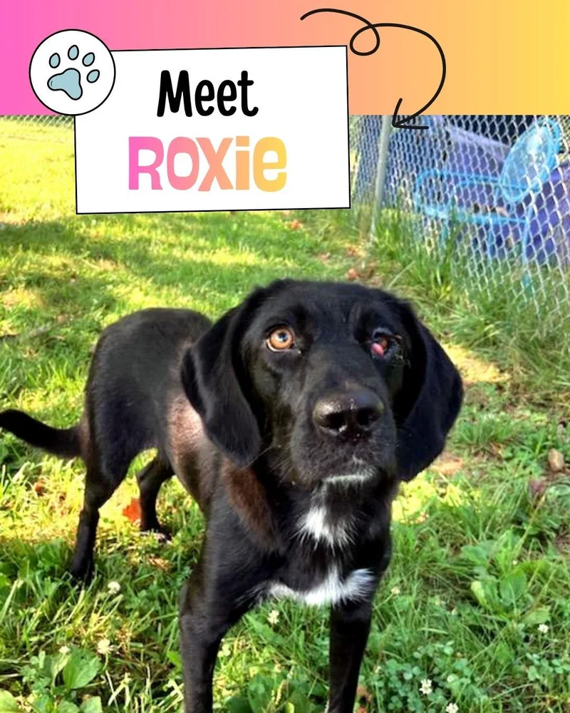 Roxy