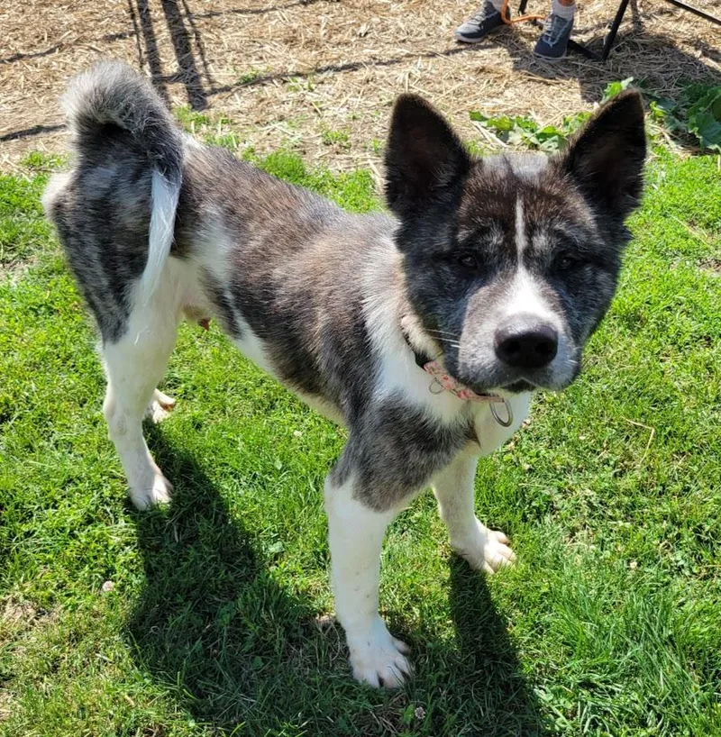 An adult large-sized male Brindle Akita dog named Willy for adoption in Lisbon, OH