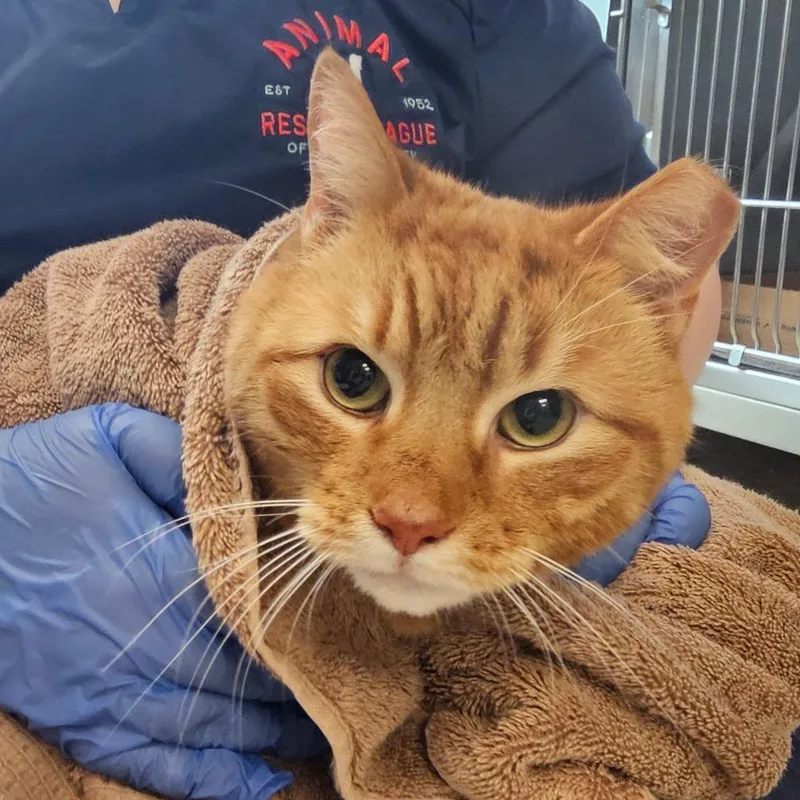 A senior large-sized male Orange / Red Domestic Short Hair cat named Larry for adoption in Birdsboro, PA
