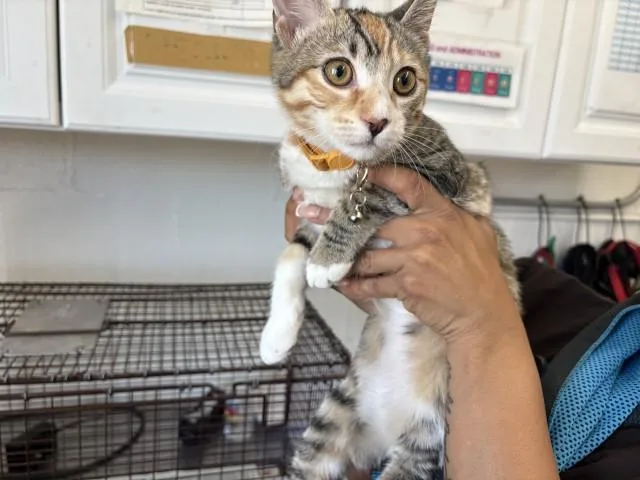 A baby small-sized female Domestic Short Hair cat named Darma for adoption in San Bernardino, CA