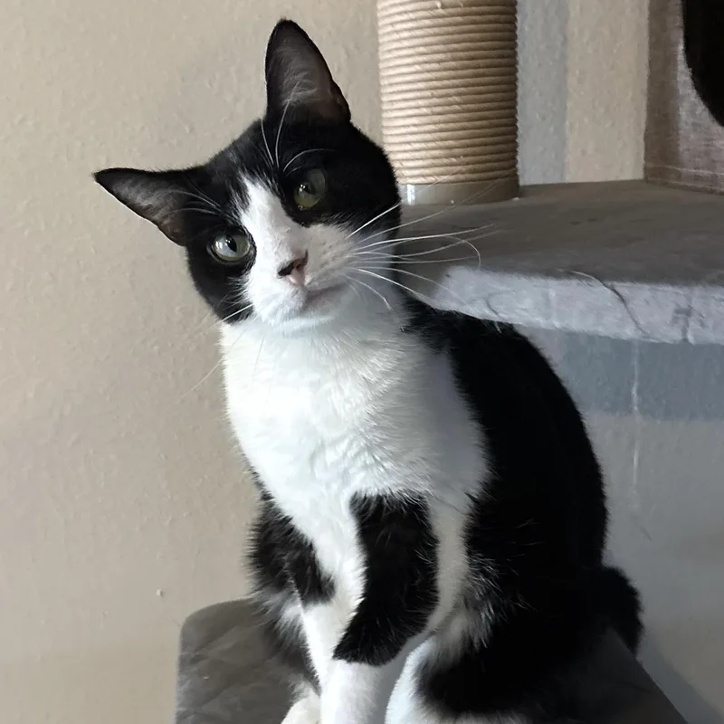 A young large-sized female Black & White / Tuxedo Domestic Short Hair cat named Kuromi for adoption in Liverpool, TX