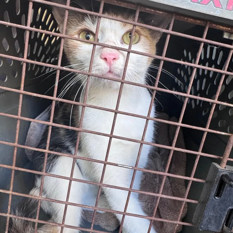 A young medium-sized female Calico Domestic Short Hair cat named Peanut for adoption in Lufkin, TX