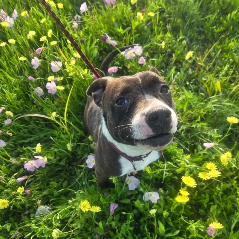 An adult medium-sized female Brindle Pit Bull Terrier dog named Pretty for adoption in Anderson, TX