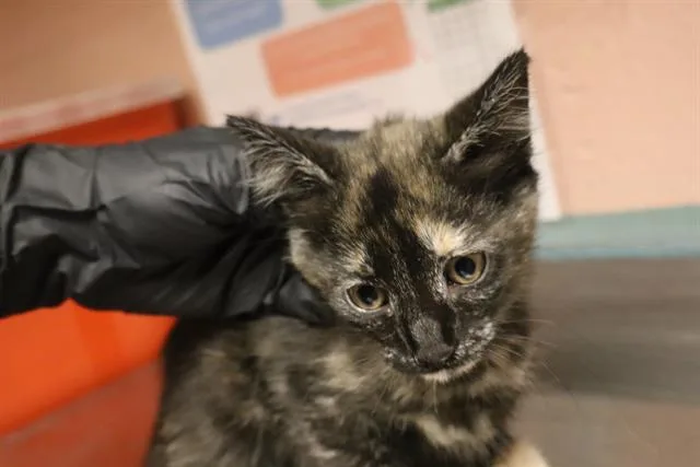 A baby small-sized female Domestic Short Hair cat named Rune for adoption in Columbia, SC