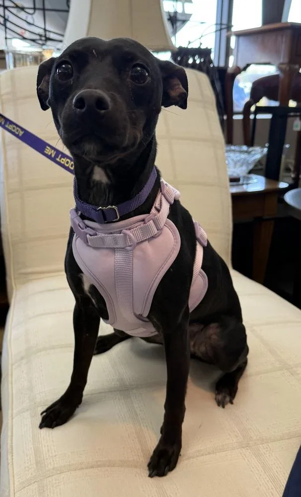 An adult small-sized female Tricolor (Brown, Black, & White) Manchester Terrier dog named Savvy for adoption in Mundelein, IL