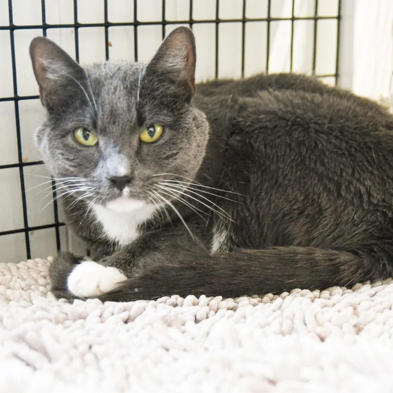 A senior large-sized male Domestic Short Hair cat named Romeo for adoption in Ewing, NJ