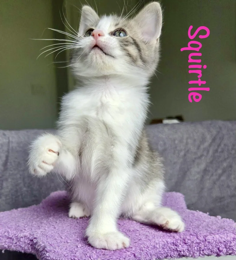 A baby medium-sized female Gray & White Domestic Short Hair cat named Squirtle for adoption in Reston, VA