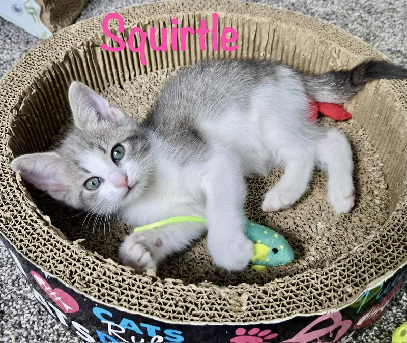 Squirtle thumbnail 2