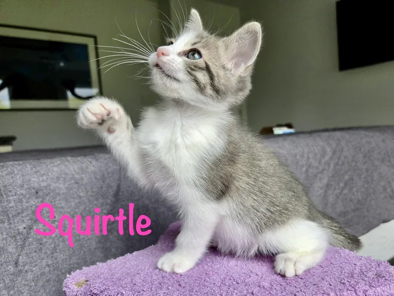 Squirtle thumbnail 3