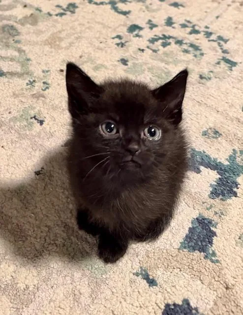 A baby small-sized female Black Domestic Short Hair cat named Wanda for adoption in Canal Winchester, OH