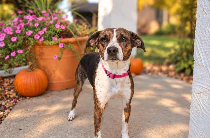 A young small-sized female Beagle dog named Lucee for adoption in Mankato, MN