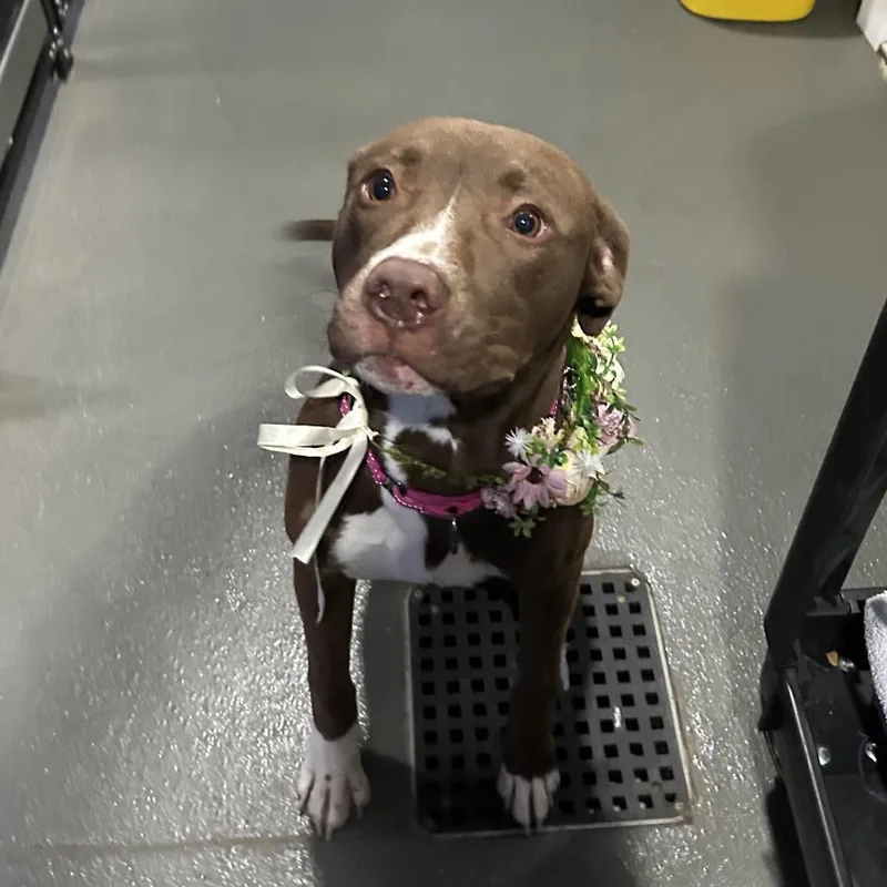 A young medium-sized female Brown / Chocolate Labrador Retriever dog named Mocha for adoption in Fairfax Station, VA