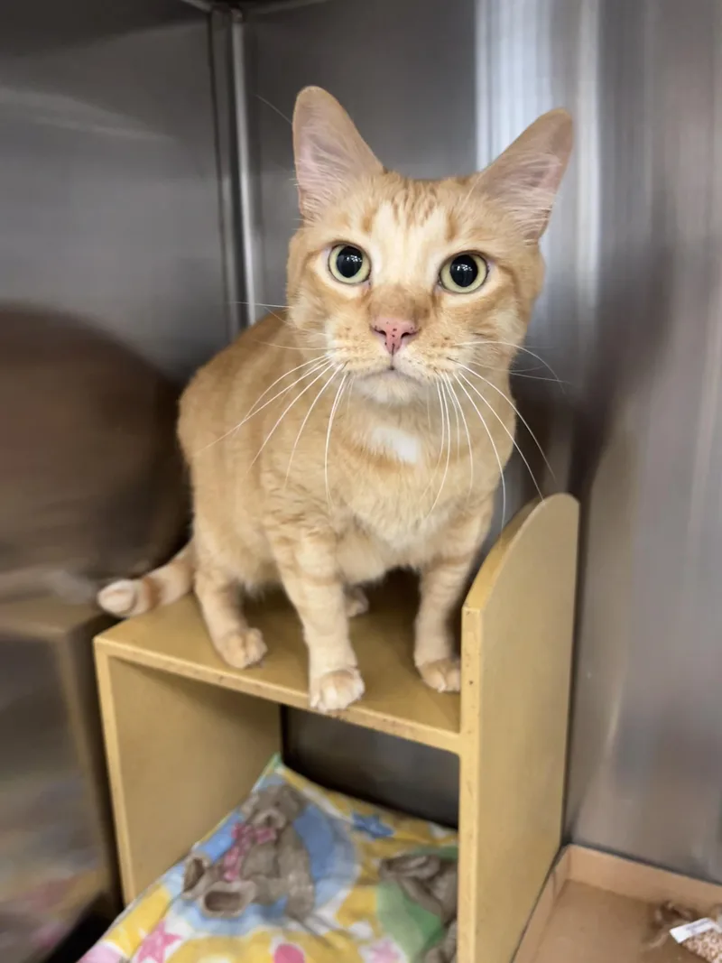 An adult large-sized male Orange / Red Tabby cat named O’flannagan for adoption in Palmetto, FL