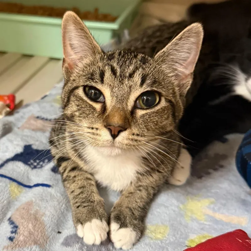 A young small-sized female Black & White / Tuxedo Domestic Short Hair cat named Tara for adoption in Enterprise, AL