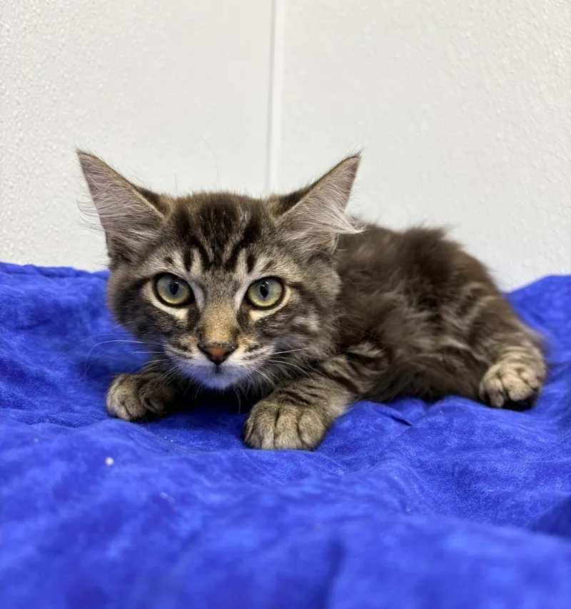 A baby small-sized male Domestic Long Hair cat named Engles for adoption in Kalamazoo, MI