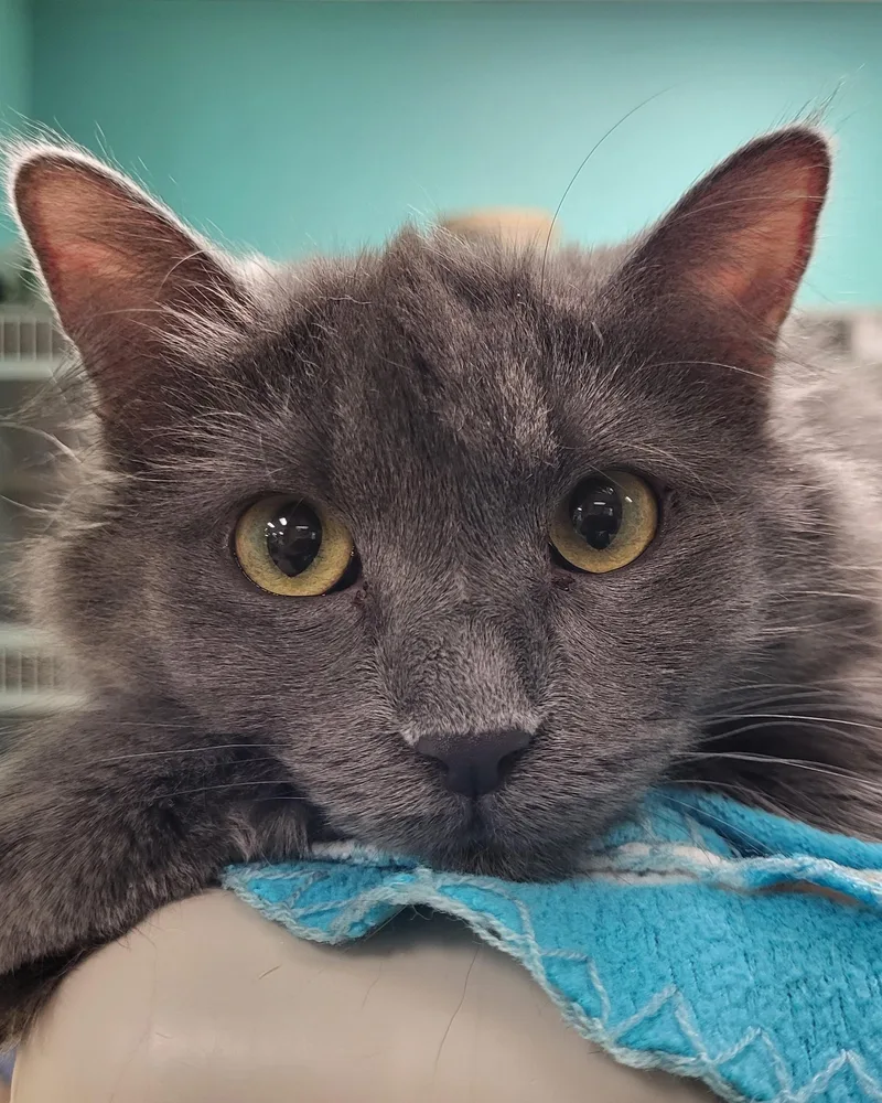 A young large-sized female Gray / Blue / Silver Domestic Long Hair cat named Riley for adoption in Grayslake, IL