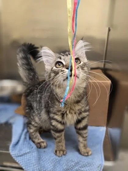 A baby small-sized male Domestic Long Hair cat named Scarecrow for adoption in Westland, MI