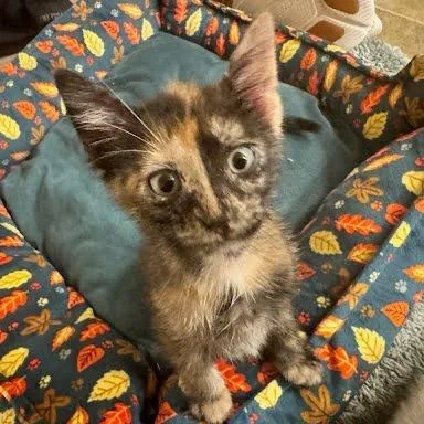 A baby small-sized female Tortoiseshell Domestic Short Hair cat named Nebula for adoption in Edwardsville, IL
