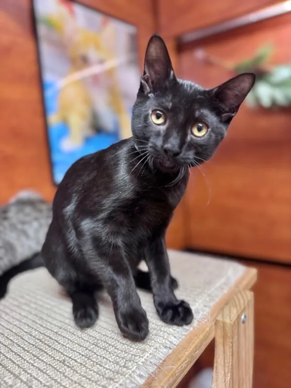 A young medium-sized male Black Domestic Short Hair cat named Austin for adoption in North Babylon, NY