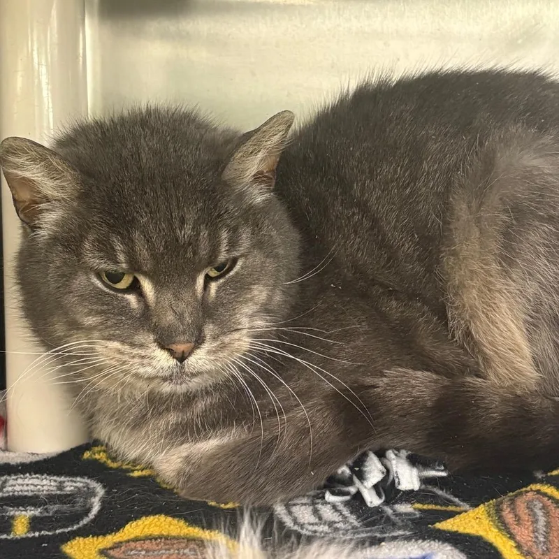 An adult medium-sized female Gray / Blue / Silver Domestic Short Hair cat named Gallagher for adoption in Springfield, IL