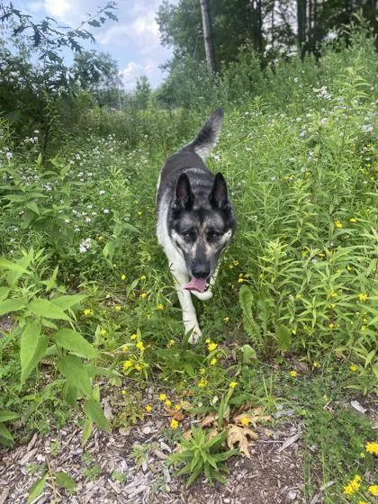 An adult large-sized male Alaskan Malamute dog named Mav for adoption in Shawano, WI