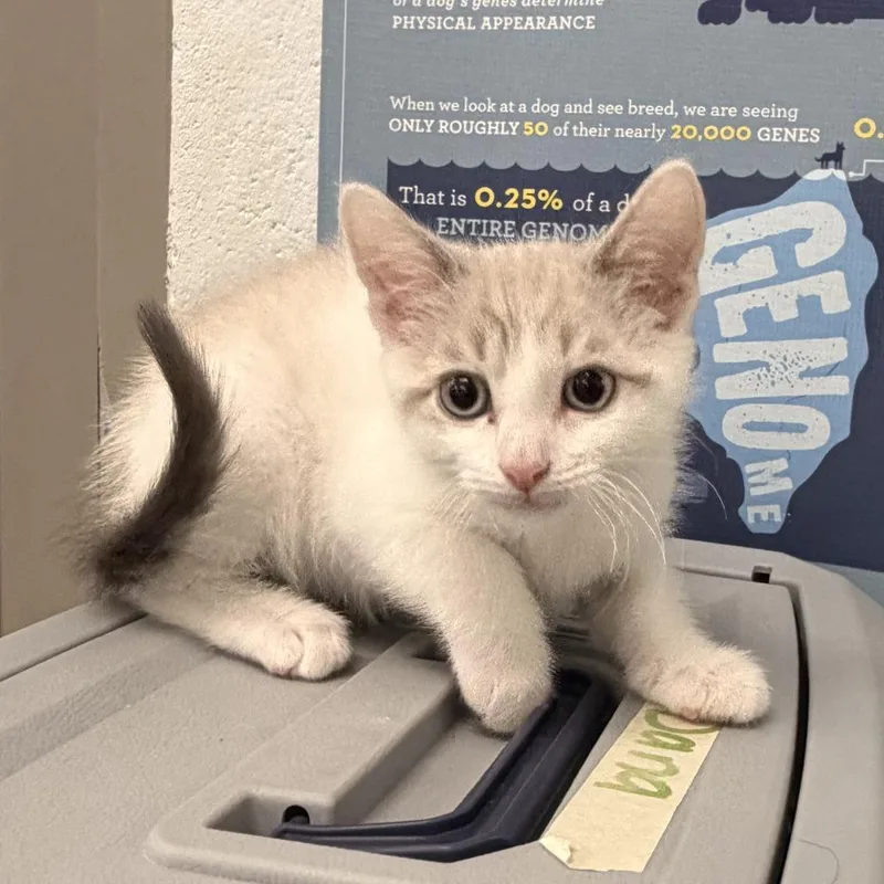 A baby small-sized male White Domestic Short Hair cat named Dopey for adoption in Marshall, VA