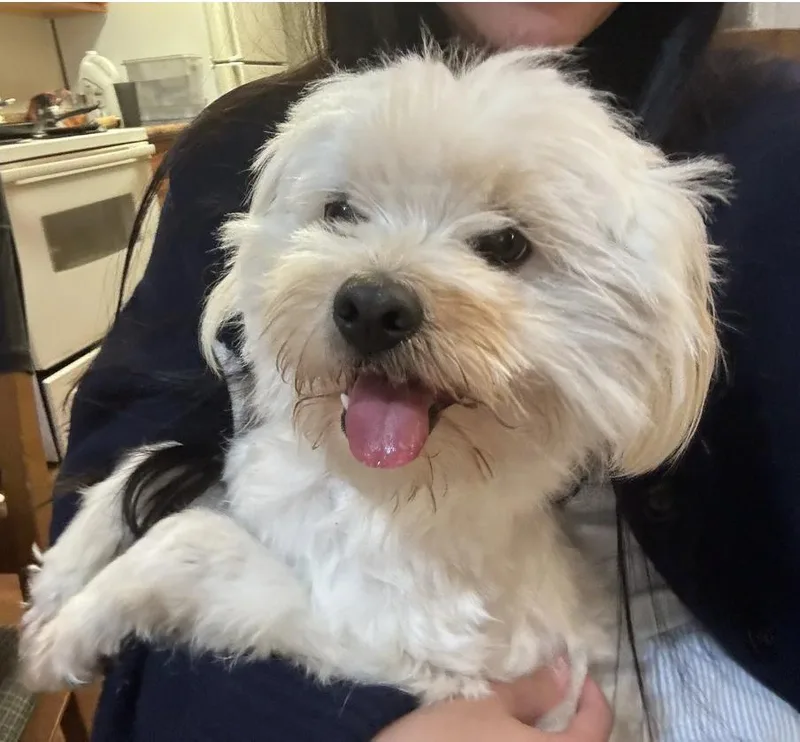 A young small-sized male White / Cream Maltipoo dog named Mojo for adoption in Davis, CA