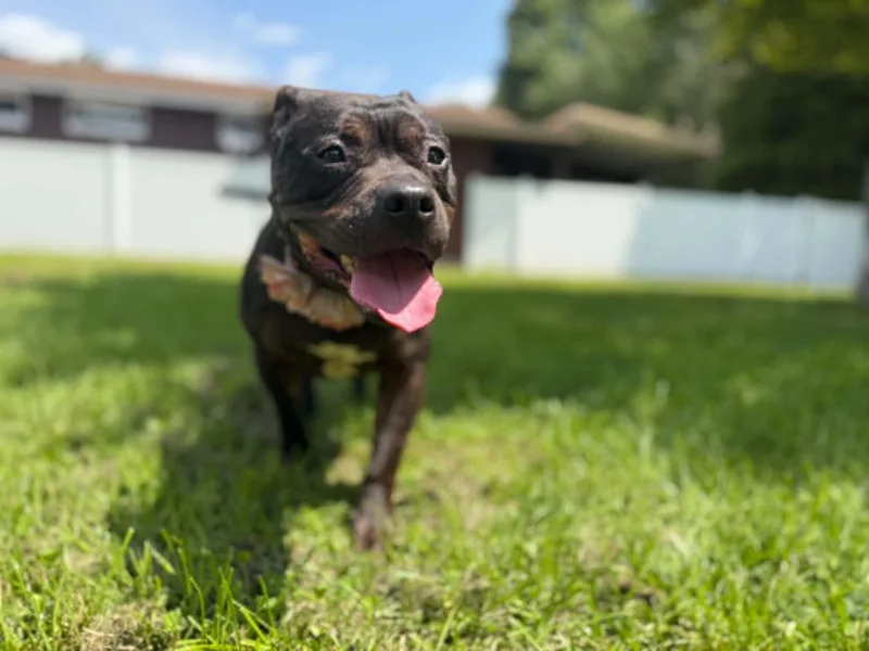 An adult medium-sized female Mixed Breed dog named Alice for adoption in Belleville, MI