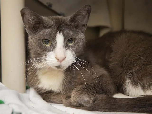 A young medium-sized female Domestic Short Hair cat named Flower for adoption in Phoenix, AZ