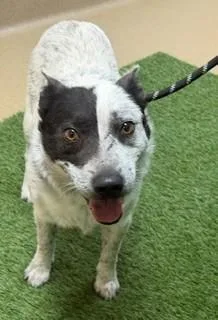 An adult medium-sized male Australian Cattle Dog / Blue Heeler dog named Patches for adoption in Visalia, CA