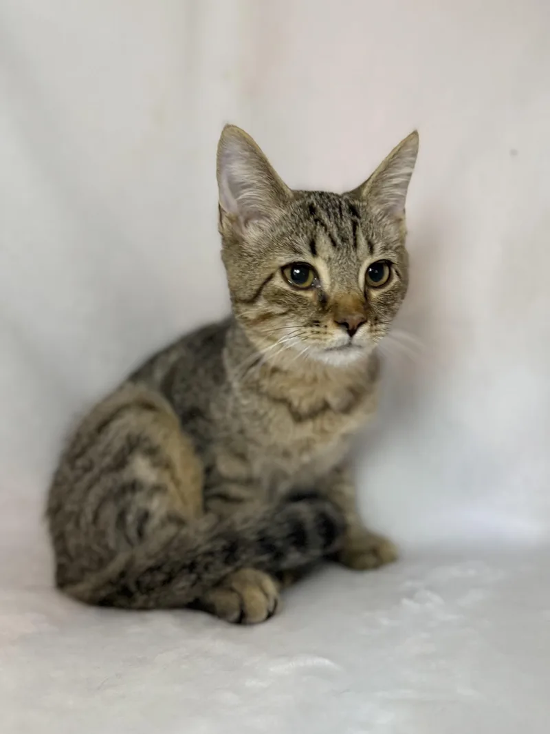 Peter Pan thumbnail 2