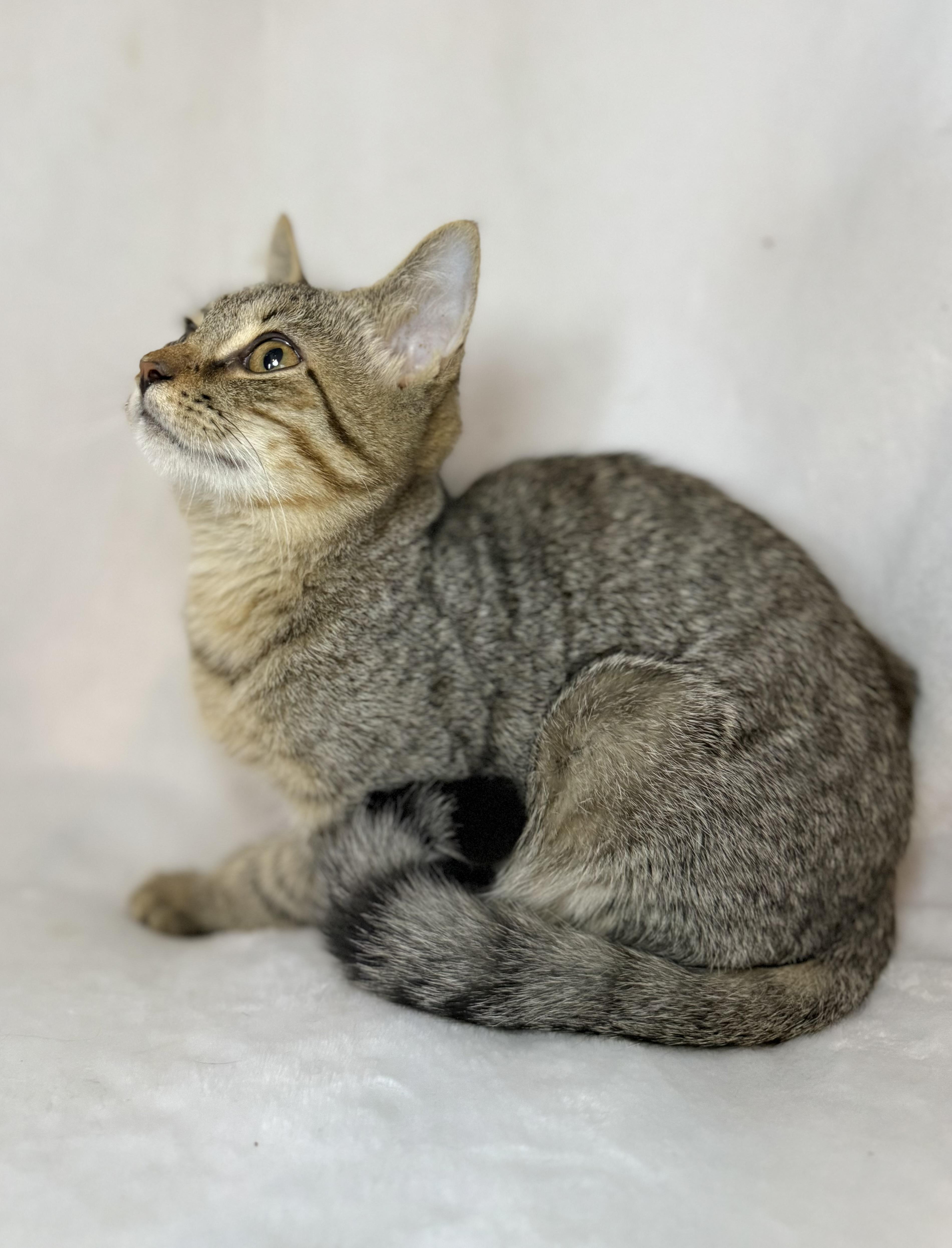 Peter Pan thumbnail 3